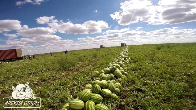 Капельный полив арбуза (все что осталось за кадром) смотреть онлайн