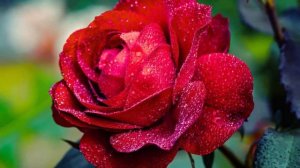 Сборник лучших песен Сергей Грищук! Отличная музыка для души - Сборник красивой музыки для души