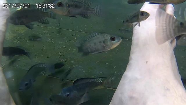 Пилинг рыбками в Хайнане, Китай июнь 2017 смотреть онлайн