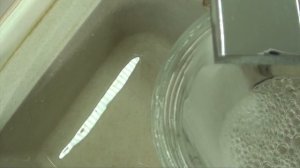 КАК ВЫРАСТИТЬ СИНЮЮ РОЗУ ?- ЭКСПЕРИМЕНТ