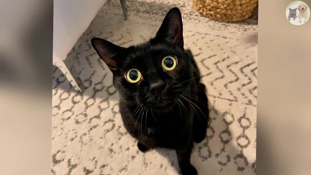 Animal Rescue Chronicles Gavin's Journey #kittenrescue смотреть онлайн