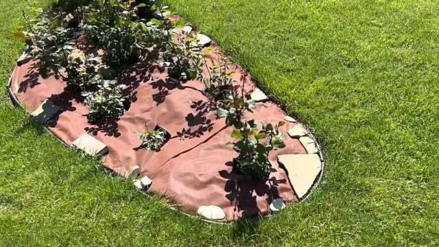 Про полив, пионы, розы и микрофон 23.06.2022