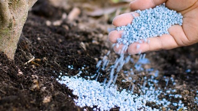 Уход за молодыми деревьями в саду смотреть онлайн