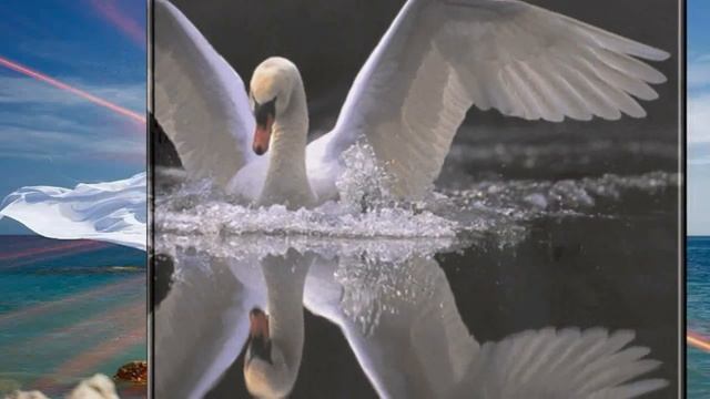 Белые лебеди смотреть онлайн