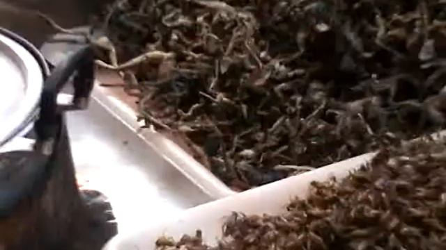 ТАЙ,Паттайя,тайские деликатесы смотреть онлайн