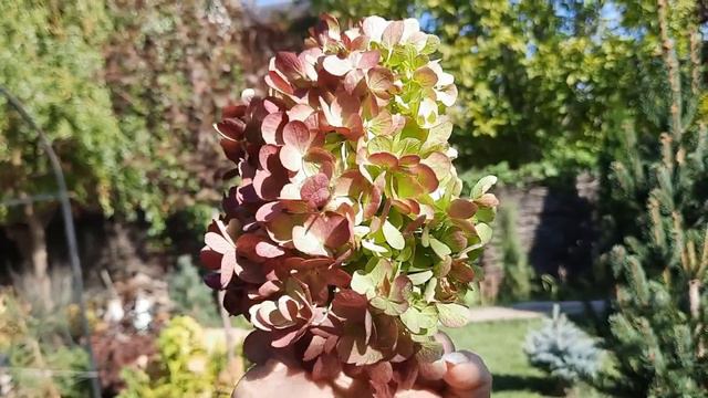 Красавица гортензия Пинки Промис.