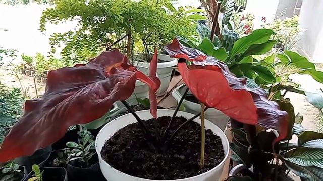 Caladium Red Stardust смотреть онлайн