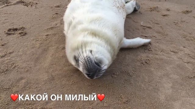 ❤️Baby of the Baltic seal❤️Детёныш балтийского тюленя❤️ смотреть онлайн