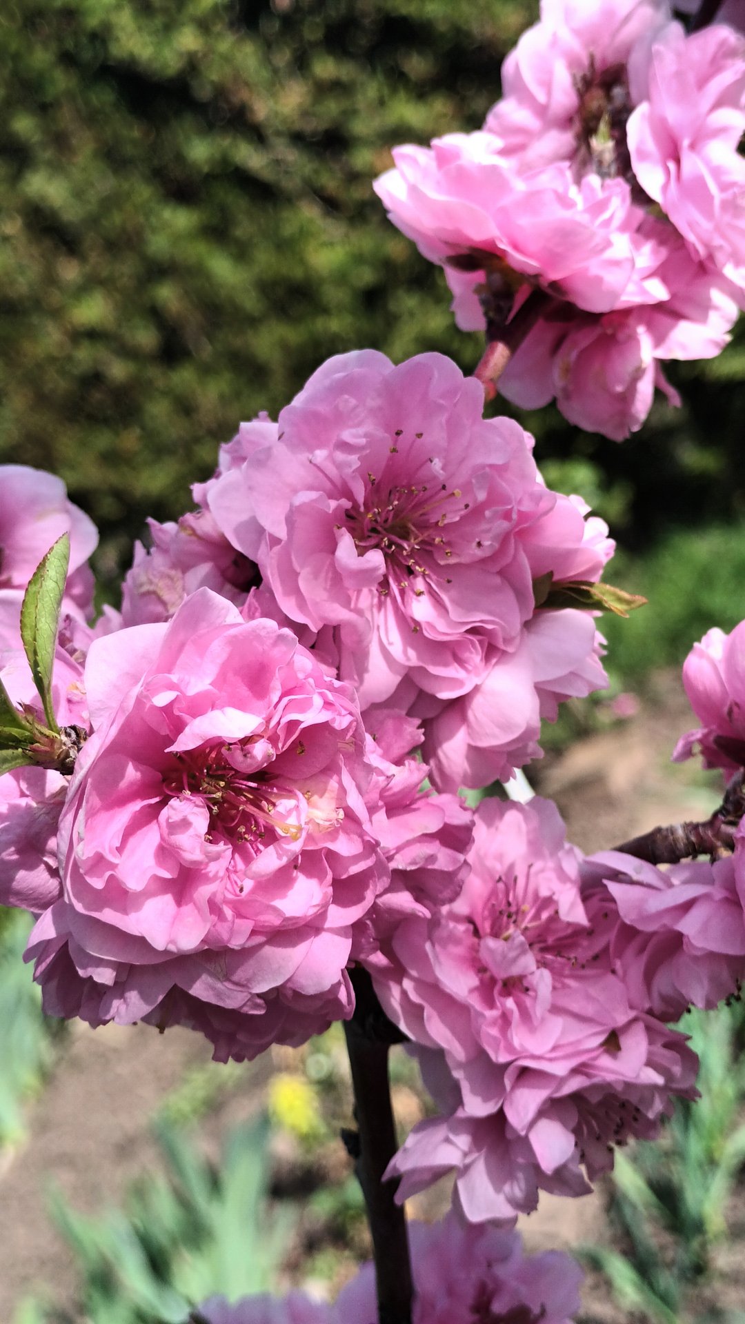 Цветение декоративного персика "Таофлора Пинк" смотреть онлайн