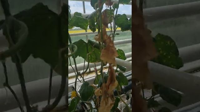 белокрылка на огурце .доктор харвест в деле . смотреть онлайн