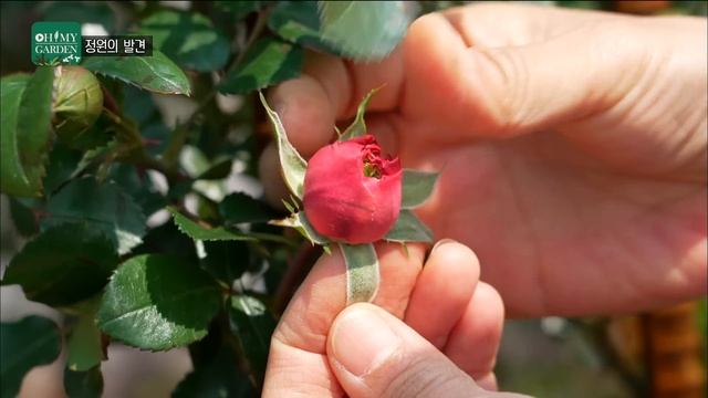 [ SUB ] 꽃보다 그대! You Over Flowers | 정원의 발견 Wonders of Garden | KBS제주20230505방송 смотреть онлайн