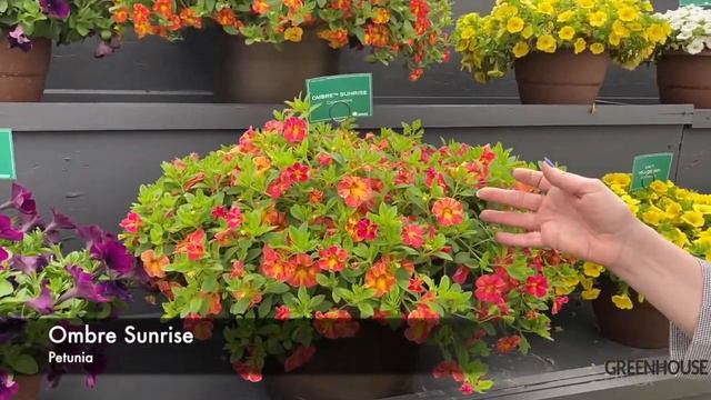 CAST 2022: Ombre Sunrise Petunia смотреть онлайн