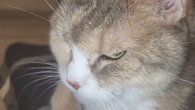 мини vlog: Осень ?, моя палетка?,домашний уют??,парфюмки,море и релакс.... смотреть онлайн