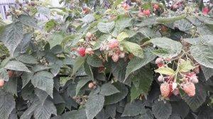 Малина«Брусвяна»