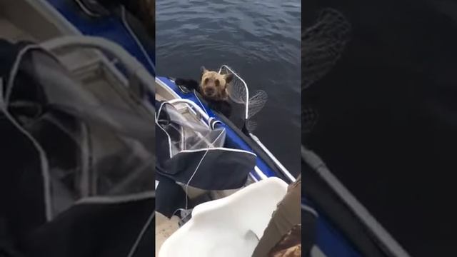 Медведь в лодке!!Мишка отдыхает. Рыбалка. Камчатка. Спасли медвежонка смотреть онлайн