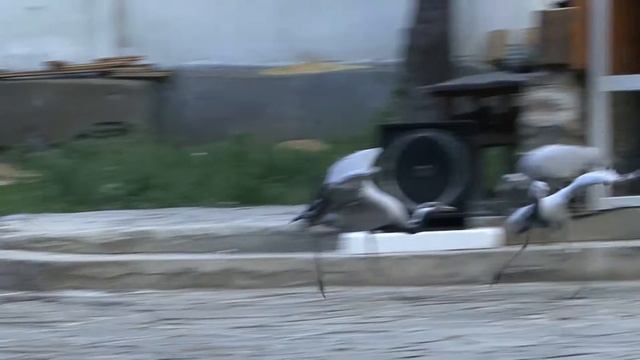 Цапля танцор\Heron dancer смотреть онлайн