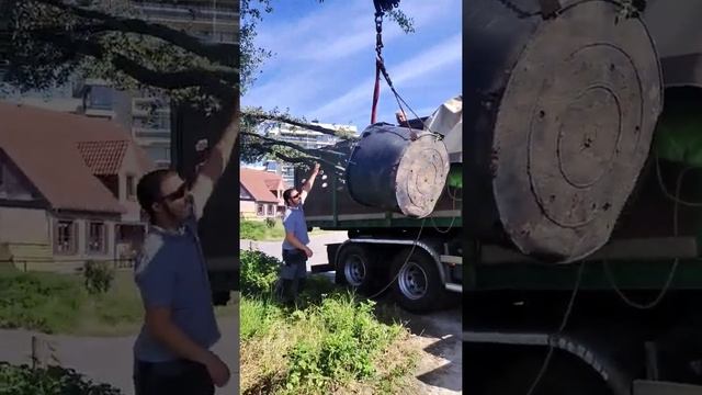 special delivery?. Multistam Quercus ilex 600cm смотреть онлайн