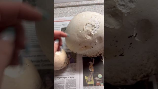 Лангерманния гигантская дождевик головач съедобный вкусный гриб смотреть онлайн