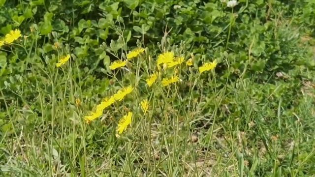 Его хозяин умер, а новые хозяева его выгнали и привязали к дереву в лесу. Истории про животных смотреть онлайн