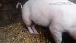 Свинья "упала на ноги". Нужна диагностика и совет.