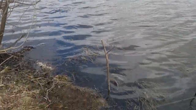 Сырная паста рулит. смотреть онлайн