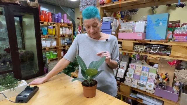 Фикус Эудрей бенгальский | Самый некапризный фикус | Как правильно ухаживать за бенгальским фикусом