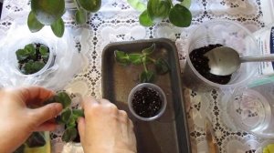 Пасынки на фиалках, как их отделить. Размножение фиалок пасынками.