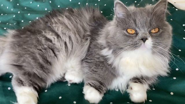 Boo-Boo the Purring Machine #munchkin #cat #kitten смотреть онлайн