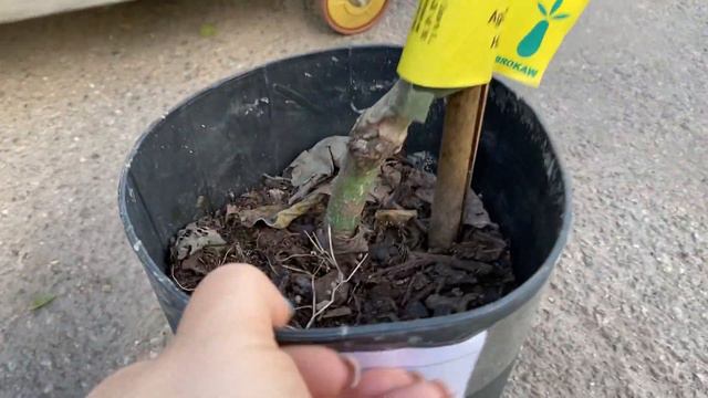 Радушные Розы