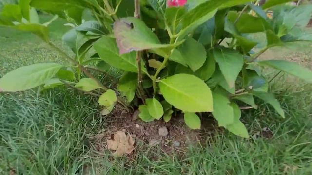 When to Prune a Hydrangea - Fertilize Hydrangea смотреть онлайн