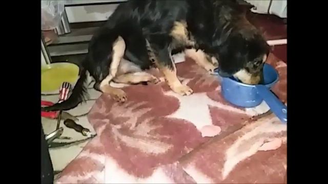 Клепка замерзла и снова приболела смотреть онлайн