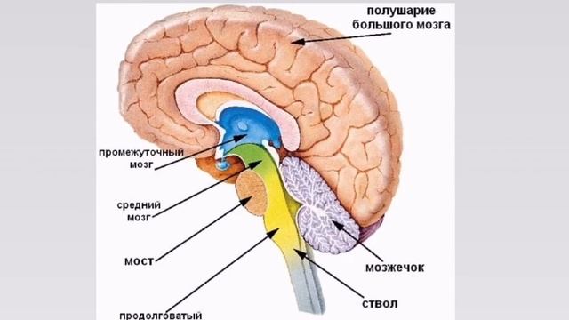 8 класс. Биология. Строение головного мозга. смотреть онлайн
