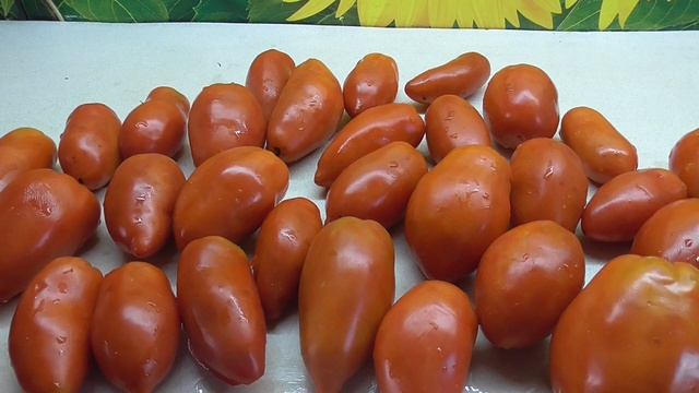 ТОМАТ СИБИРСКАЯ ТРОЙКА. ОБЗОР. Ольга чернова.