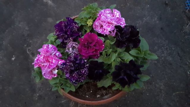 Микс из Зодиаков! смотреть онлайн