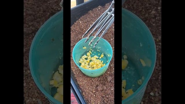 Лучшая прикормка на язя. Кукуруза в прикормку. Жор язя. #фидер #рыбалка #fishing #тюменьрыбалка смотреть онлайн