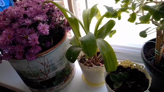 УЛИЧНЫЕ ЦВЕТЫ🌺ПОСАДИЛА ДОМА смотреть онлайн