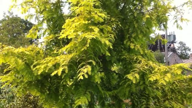 Metasequoia "Goldrush" смотреть онлайн