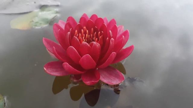Нимфея Baby Red (Красный ребенок) кувшинка, waterlily, водные растения, пруд смотреть онлайн