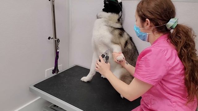 Wolf-like Husky Dog Not Impressed With Grooming