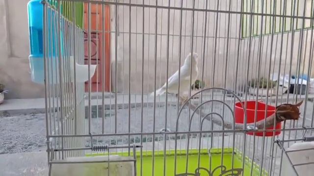 Понос у канарейки. Что делать? смотреть онлайн