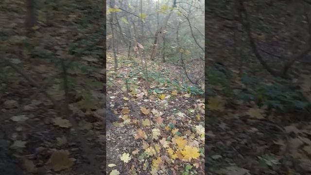 жёлтый ковер в парке на Сетуни. конец октября 2020 смотреть онлайн