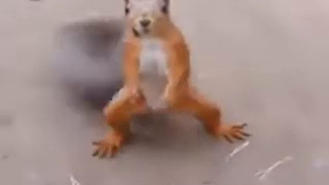 Quem sabe samba e Eli???? смотреть онлайн