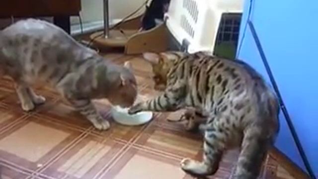 Cats fight for milk / Коты пьют молоко смотреть онлайн