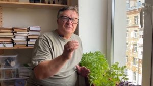 Вырастить ароматный базилик на подоконнике просто!