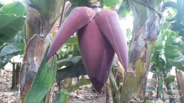 Как растут бананы. Плантация. смотреть онлайн