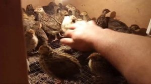 Как определить пол у перепелов , петушки и курочки.