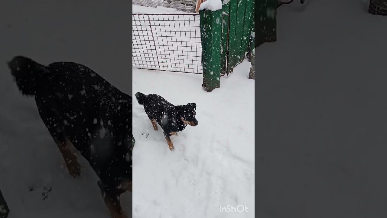 #shorts Зимняя сказка . смотреть онлайн