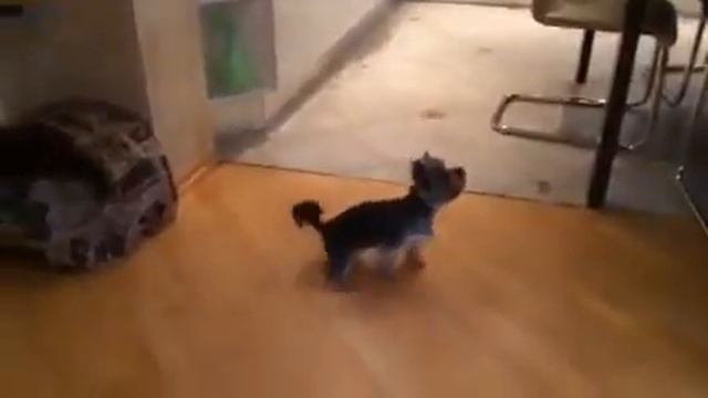 Талант Арчибальда смотреть онлайн