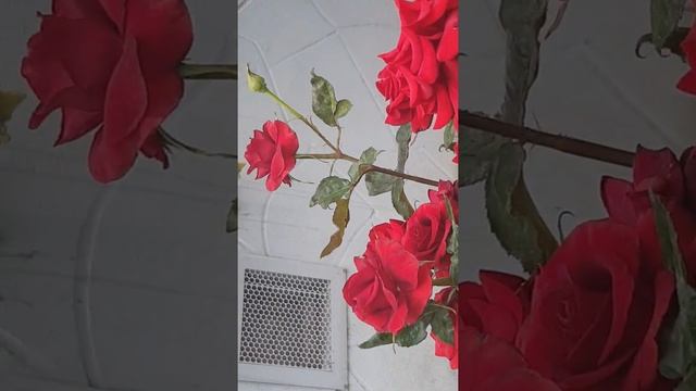 Чайно гибридные сорта роз для юга России, 3 оттенка Красного!!!! смотреть онлайн