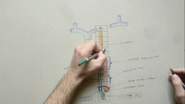 Thoracic duct | Anatomy Tutorial | Course, Relations, Tributaries смотреть онлайн